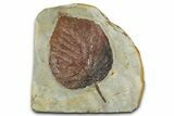 Paleocene Fossil Leaf (Davidia) - Montana #377917-1